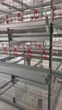西平县 鸡笼养鸡设备层叠式肉鸡笼上料清粪自动化