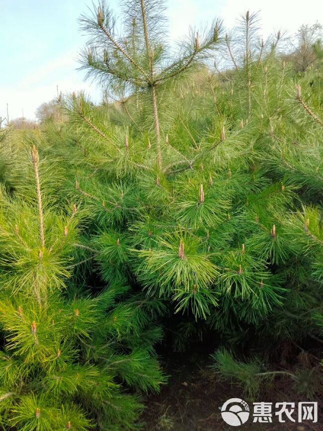 精品定植油松，一米五，两米，三米