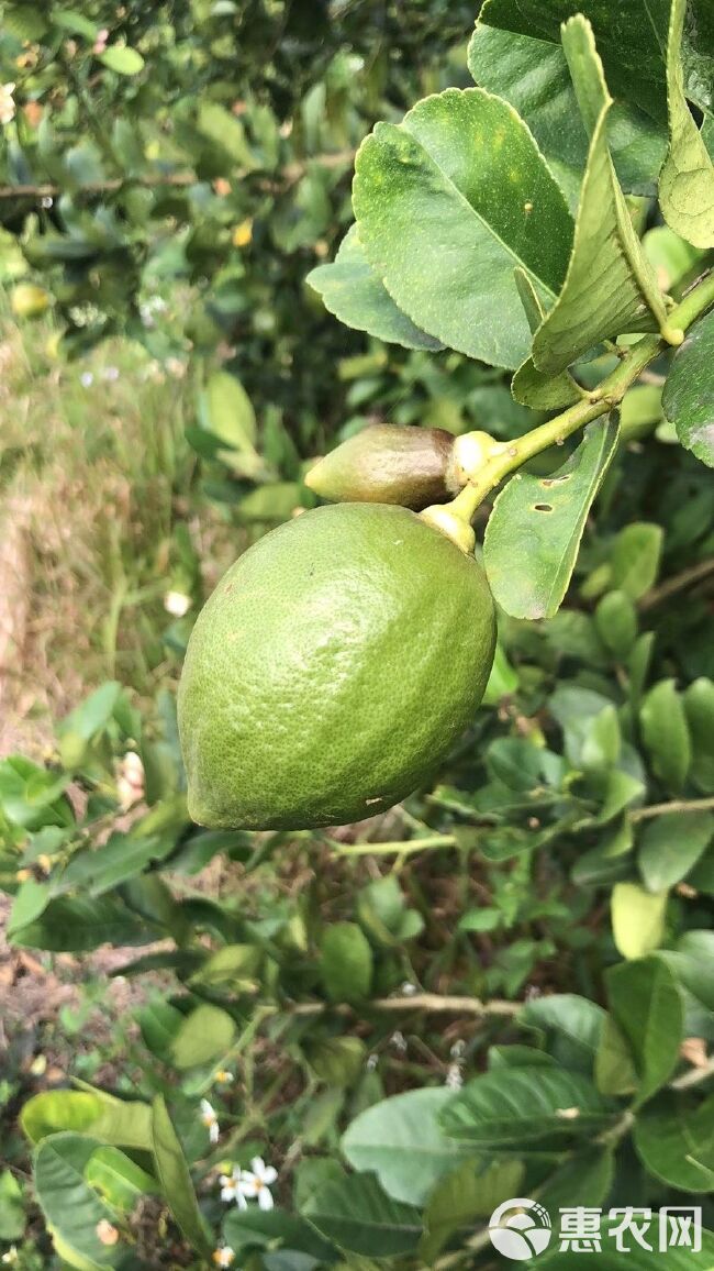 广东香水柠檬无籽，