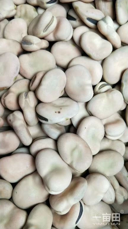 富源县品蚕  大量供应蚕豆种豆、饲料豆通货蚕豆