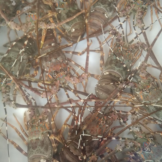 广州小青龙龙虾 