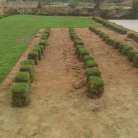 惠东县马尼拉草皮  绿化草皮基地一手货源