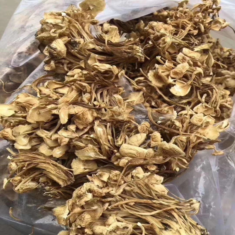 跑江湖食用菌新貨茶樹菇干貨干茶樹菇 擺地?cái)偛铇涔缴⒀b