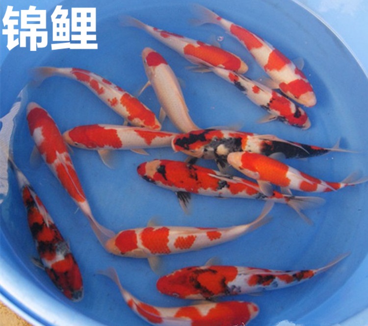 锦鲤鱼苗