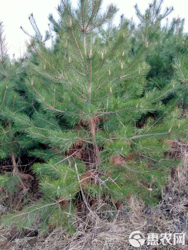 精品定植油松，一米五，两米，三米