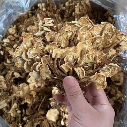 成都跑江湖食用菌新货茶树菇干货干茶树菇 摆地摊茶树菇散装