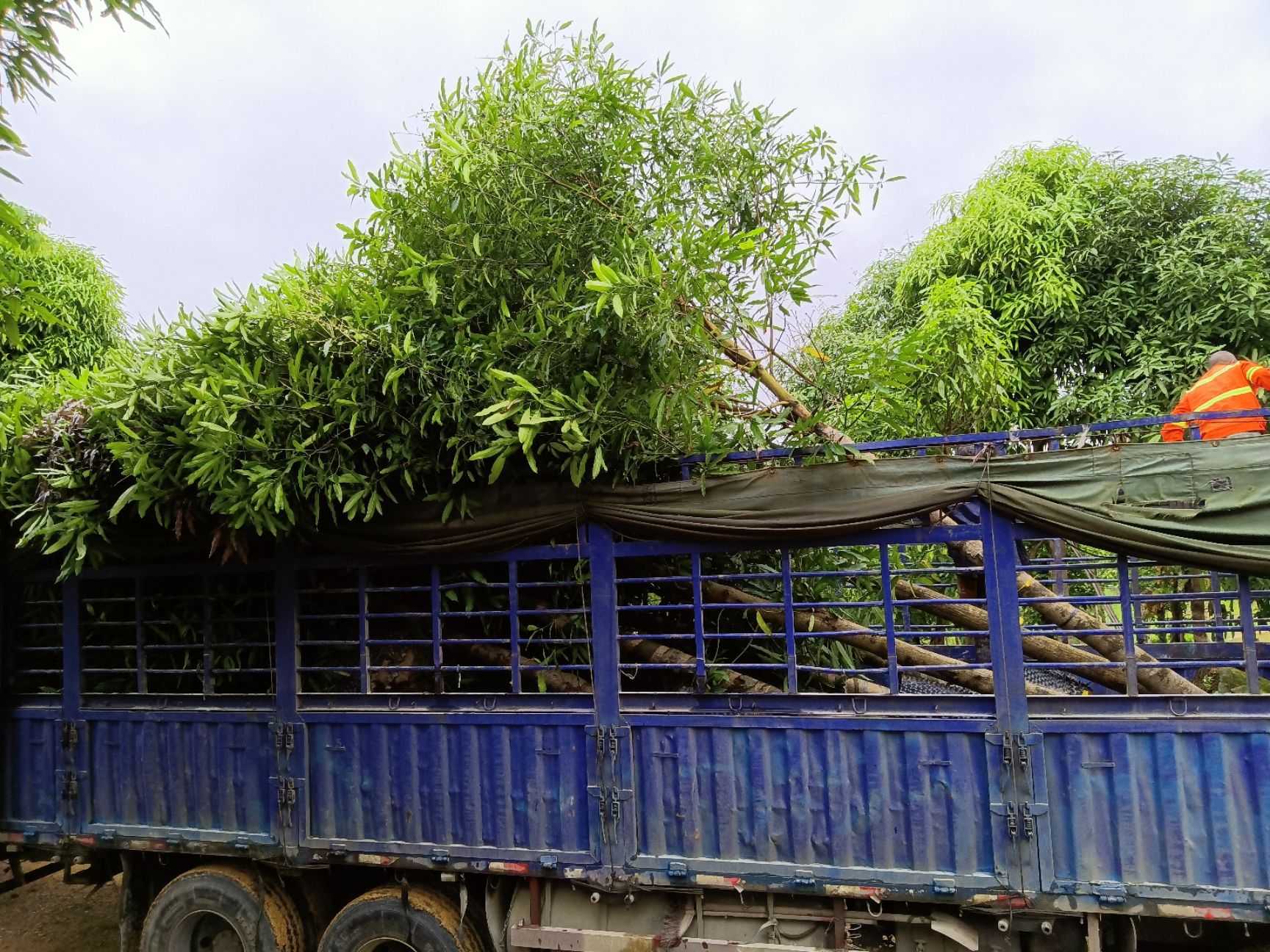 扁桃树  扁桃地苗和扁桃假植苗4-12分价格实惠