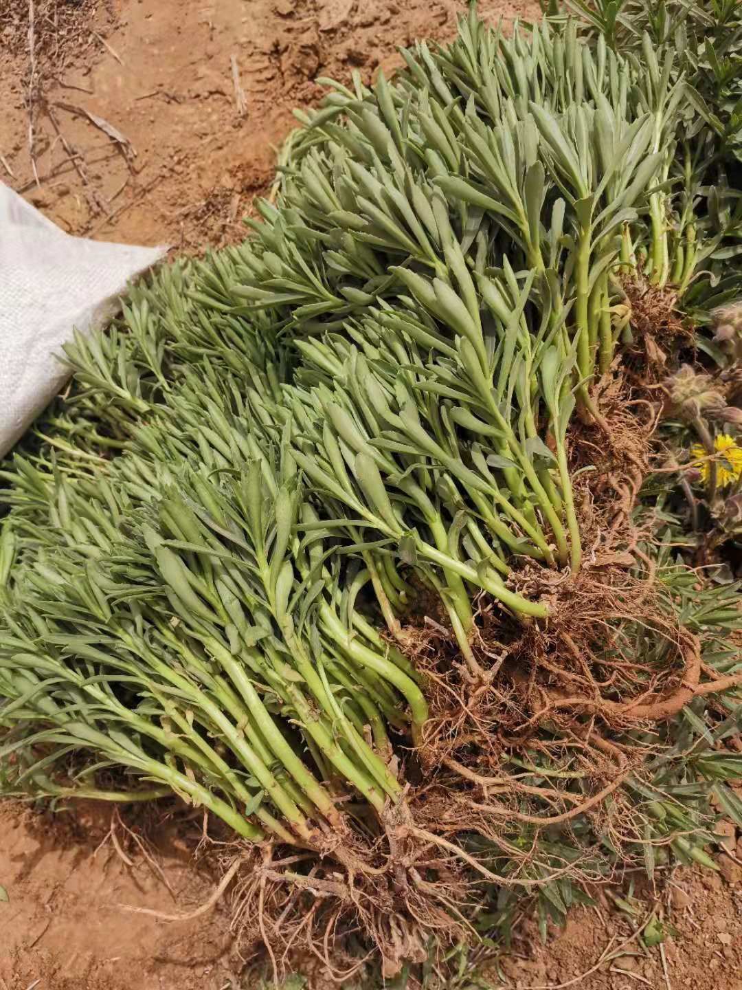 [救心菜种苗批发]养心菜种苗价格0.15元/棵 - 惠农网