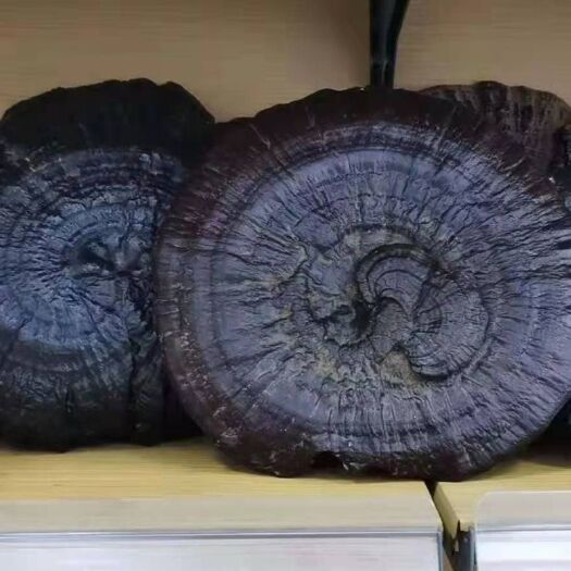 紫云县黑灵芝  贵州深山灵芝
