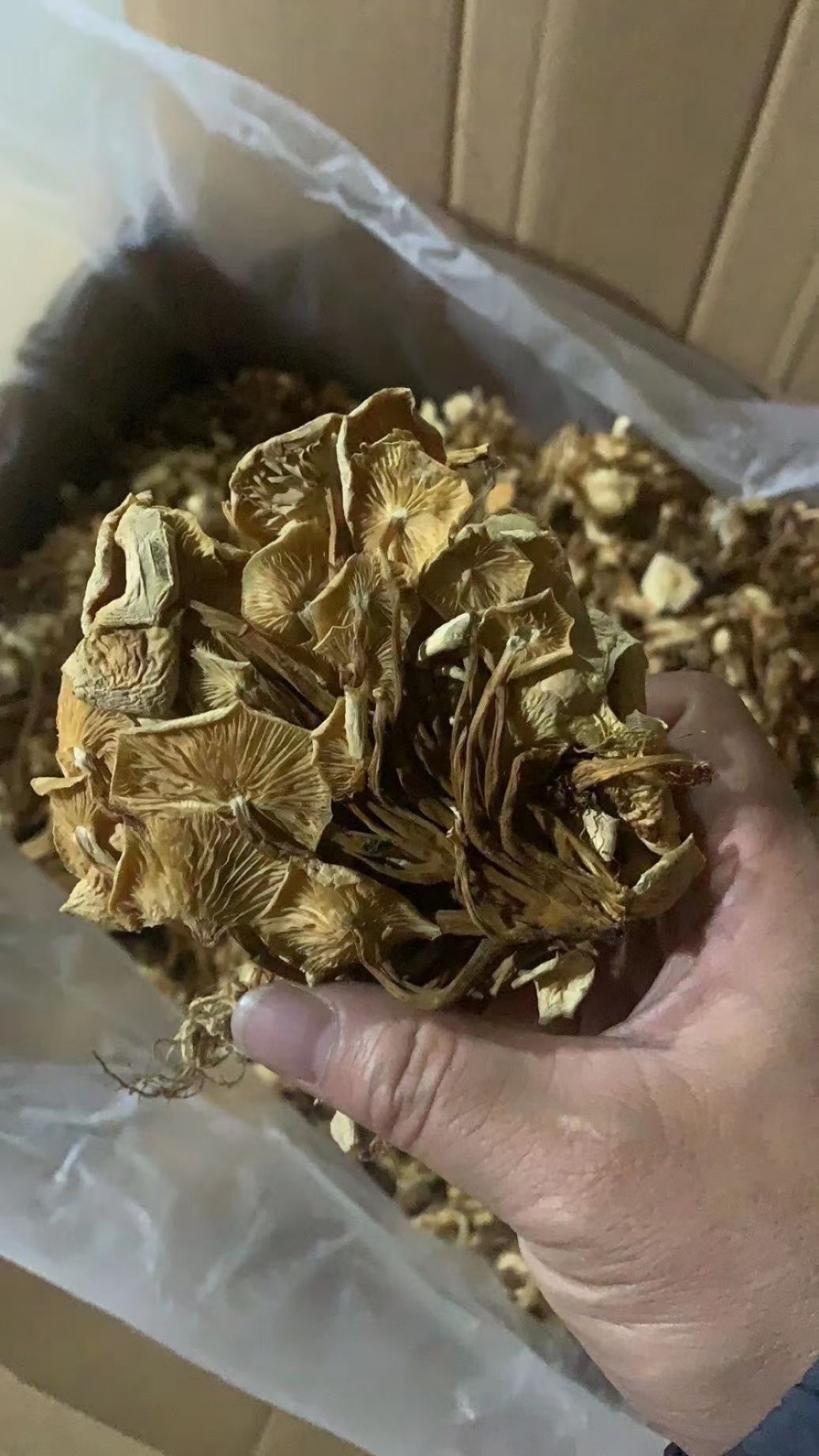 跑江湖食用菌新貨茶樹菇干貨干茶樹菇 擺地?cái)偛铇涔缴⒀b