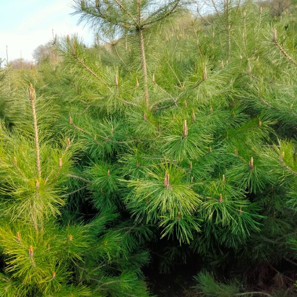 精品定植油松，一米五，两米，三米