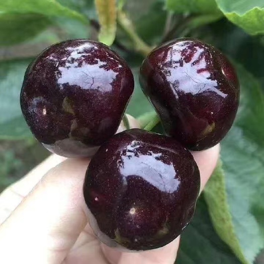 汉源县红灯樱桃  汉源套袋车厘子，产量大。耐运输，纯甜