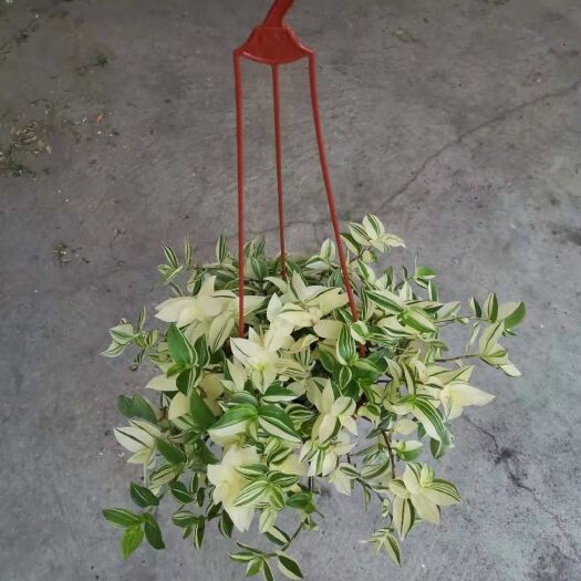广州 160#花叶吊竹梅到新货，20盆每件14.5包箱