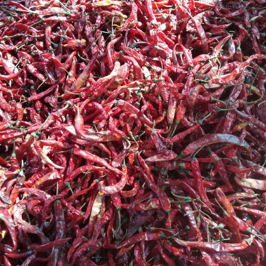 昆明干线椒 风干二斤条