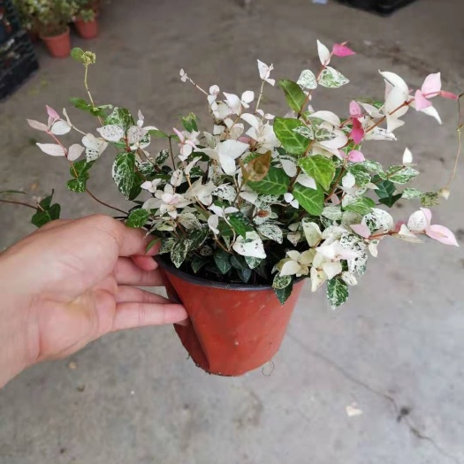 广州 130#花叶络石，24盆每件，7一盆