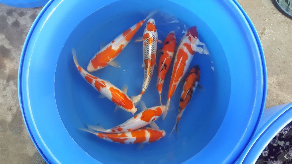 锦鲤鱼苗