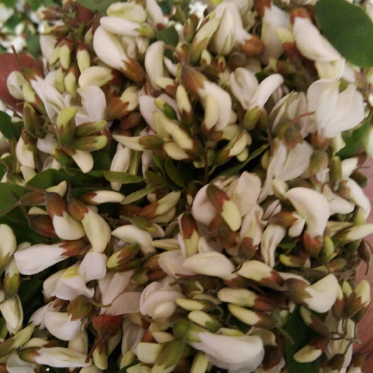 三门峡 天然，人工采摘槐花