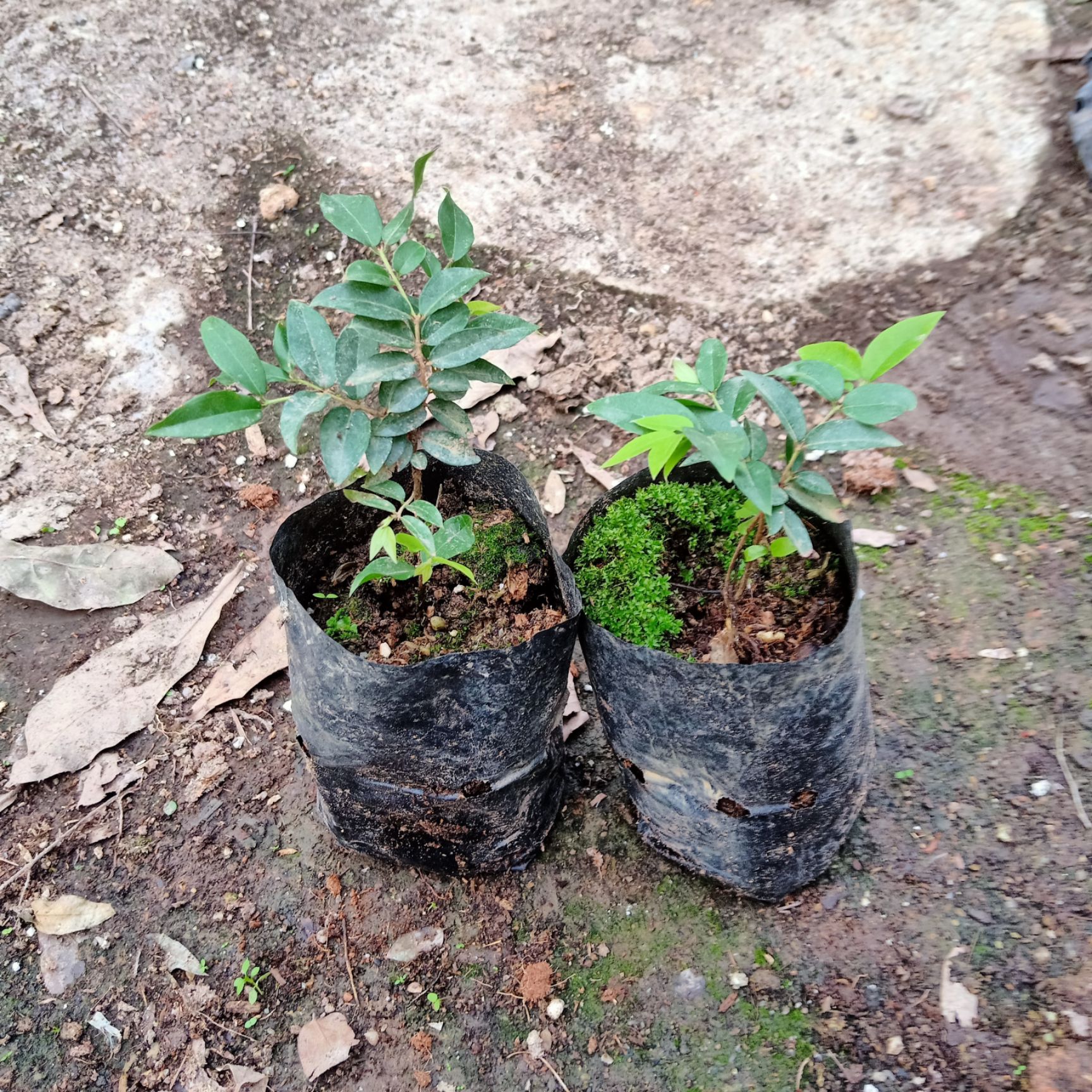 沙巴嘉宝果苗1-3年苗 树葡萄小苗 实生苗