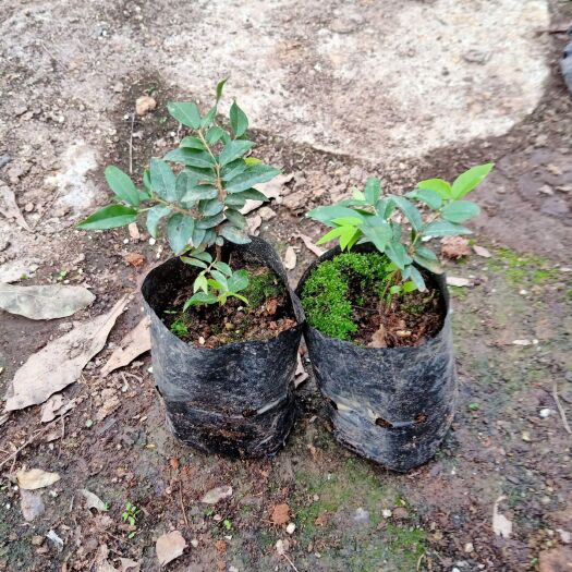 佛山沙巴嘉宝果苗1-3年苗 树葡萄小苗 实生苗