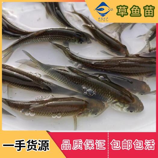 清远草鱼苗四大家鱼鲩鱼苗食草食蚊鱼淡水养殖鲜活包邮发货
