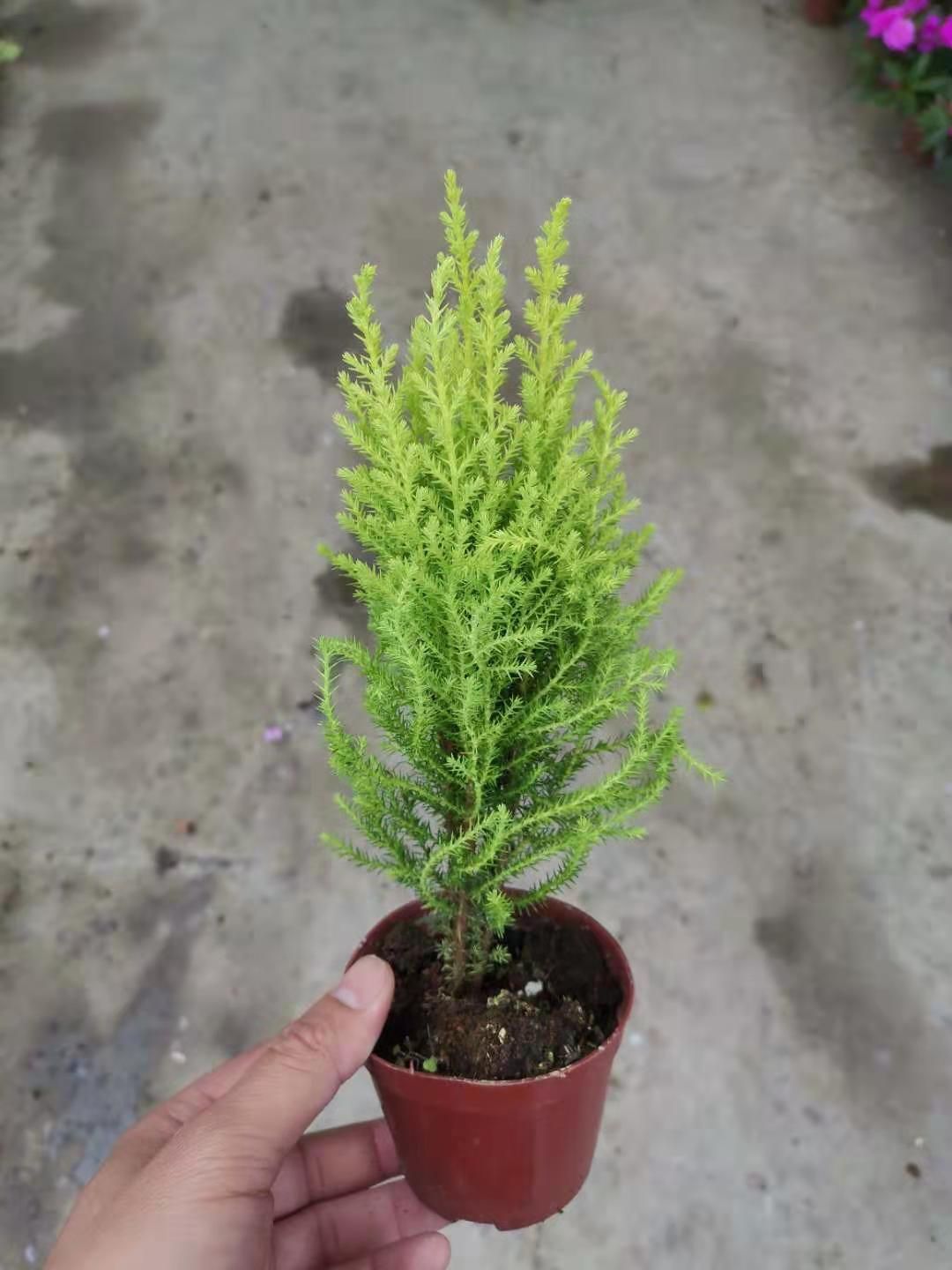 香松盆景 90#香松，40盆每件，5.5块包箱