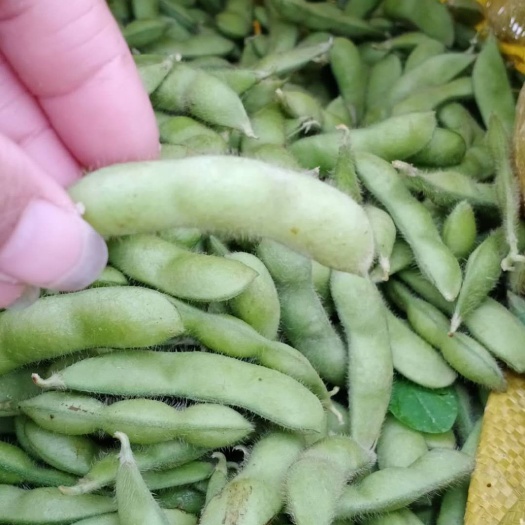 博白县广西绿宝石毛豆，棵粒饱满，