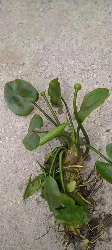 柳州睡莲  萍逢草，等各种高品质水生植物长期大量供应