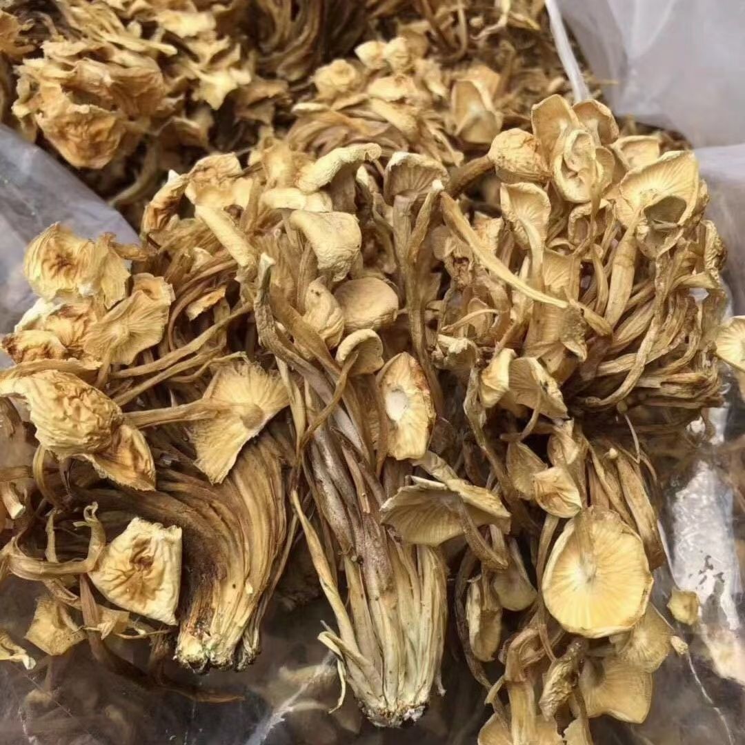 跑江湖食用菌新貨茶樹菇干貨干茶樹菇 擺地?cái)偛铇涔缴⒀b