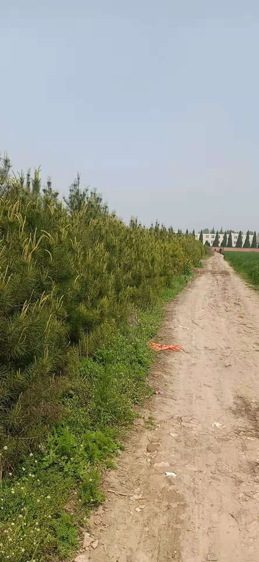  占地货白皮松二三级通货