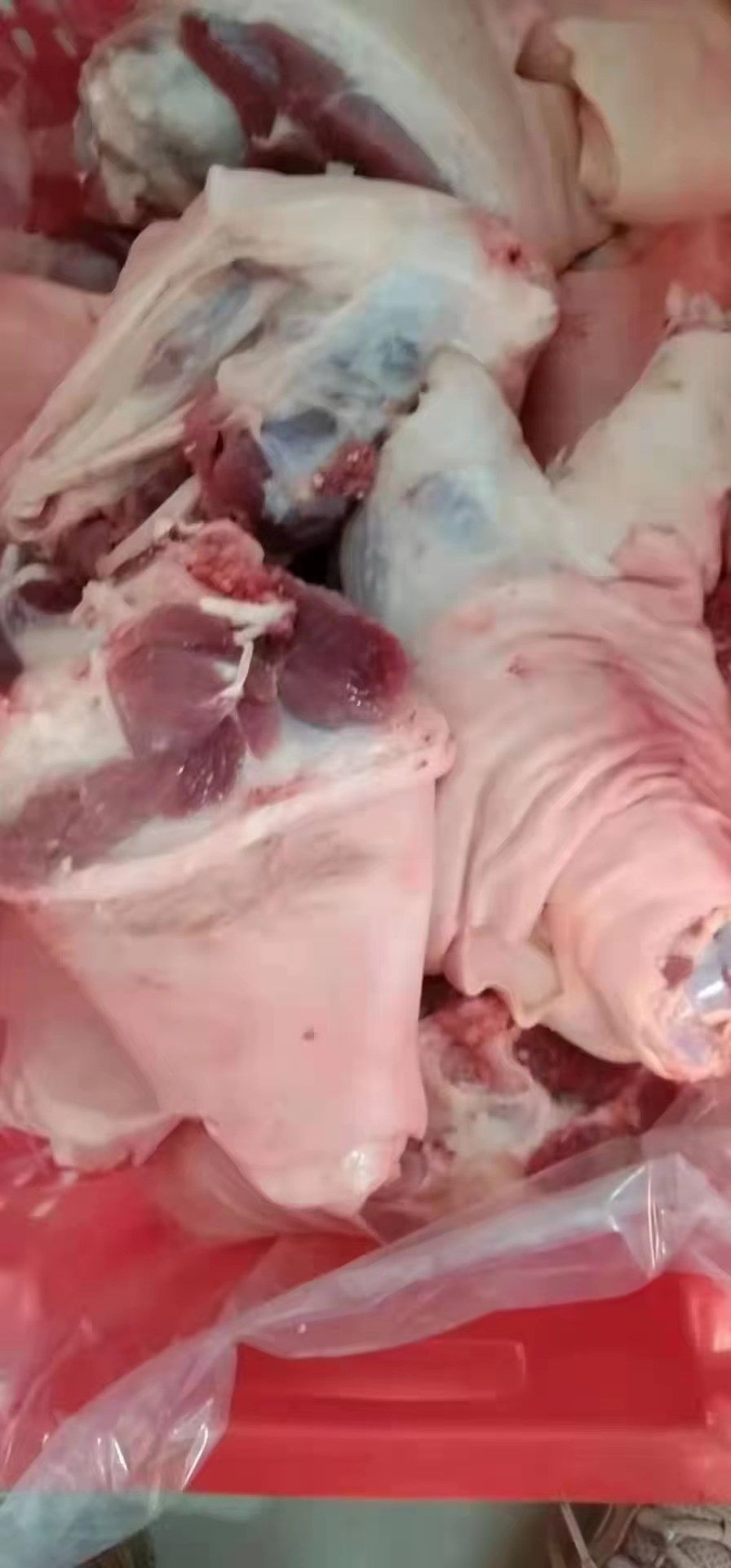 猪肘子 国产小肘子