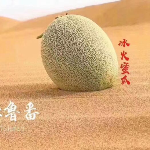 西州蜜  哈密瓜