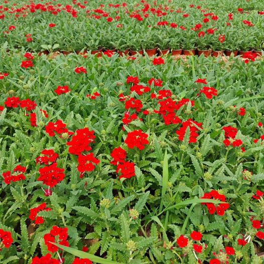 青州市细叶美女樱 美女樱