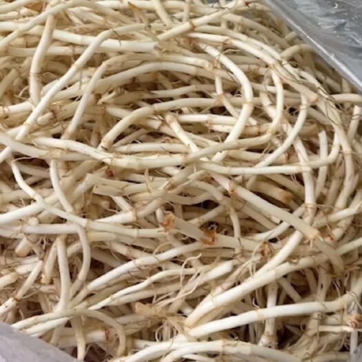 长顺县鱼腥草根 贵州高山折耳根，脆嫩，香味浓郁独特，可凉拌，炒肉，煲汤，泡水