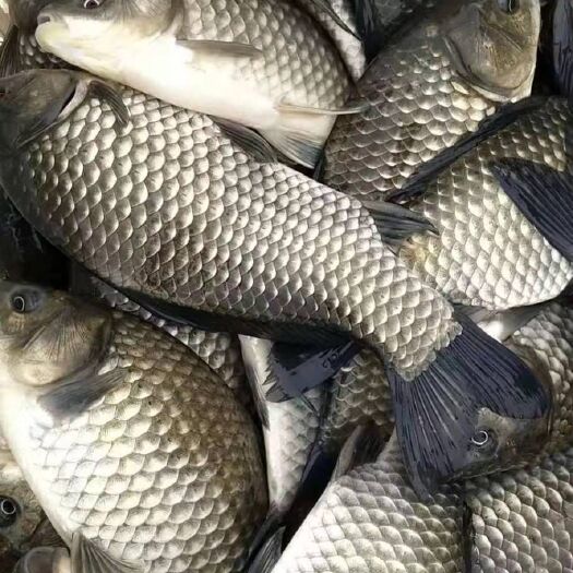 孝感中科三号鲫鱼  渔场直销垂钓用鲫鱼鳊鱼青鱼草鱼桂鱼花鲢鱼苗等