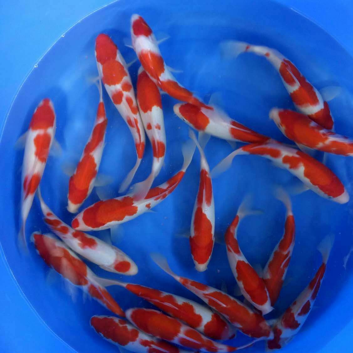 锦鲤鱼苗