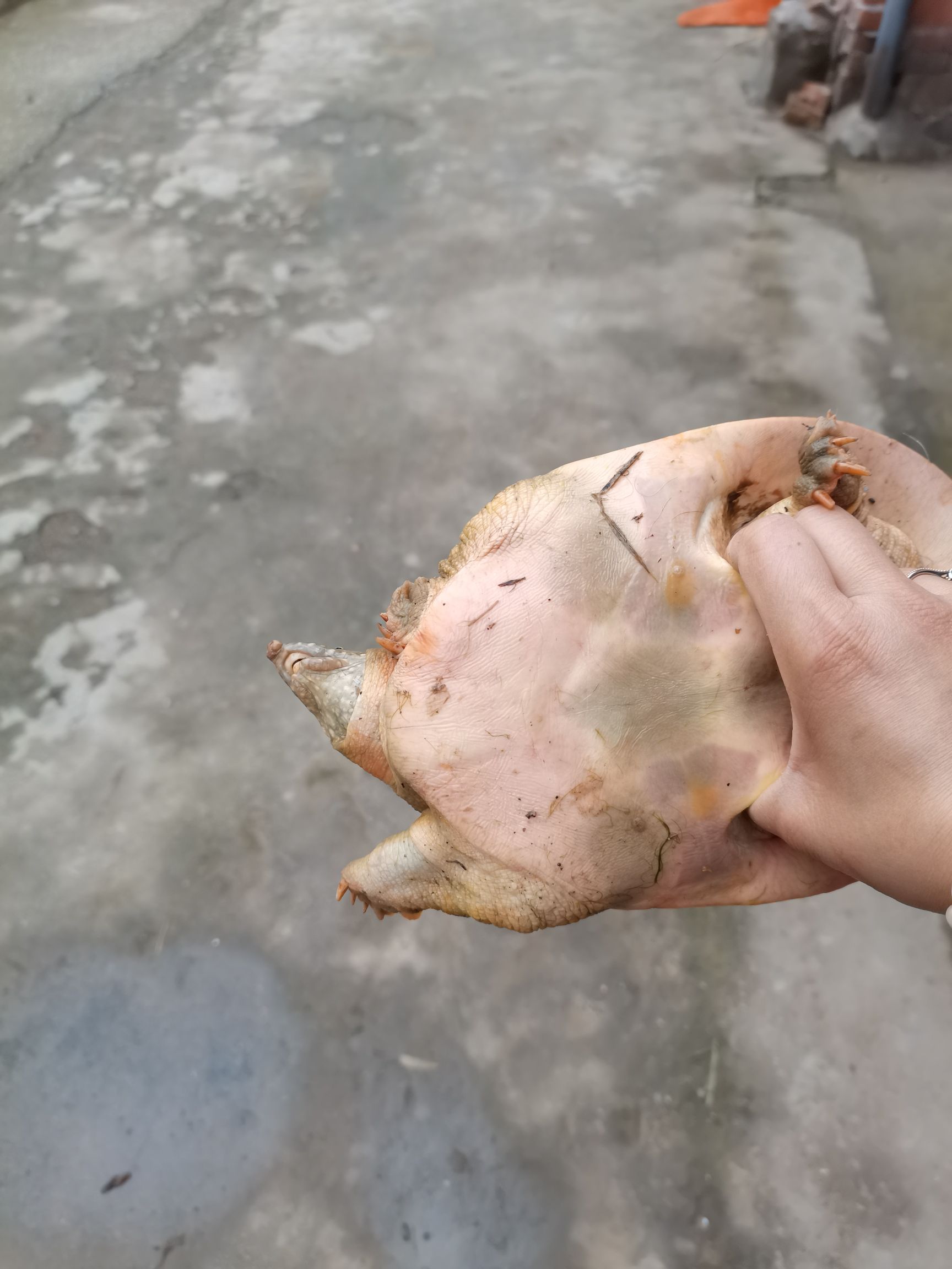 黄沙鳖  外塘甲鱼，规格齐全，对在批发，量大优惠！