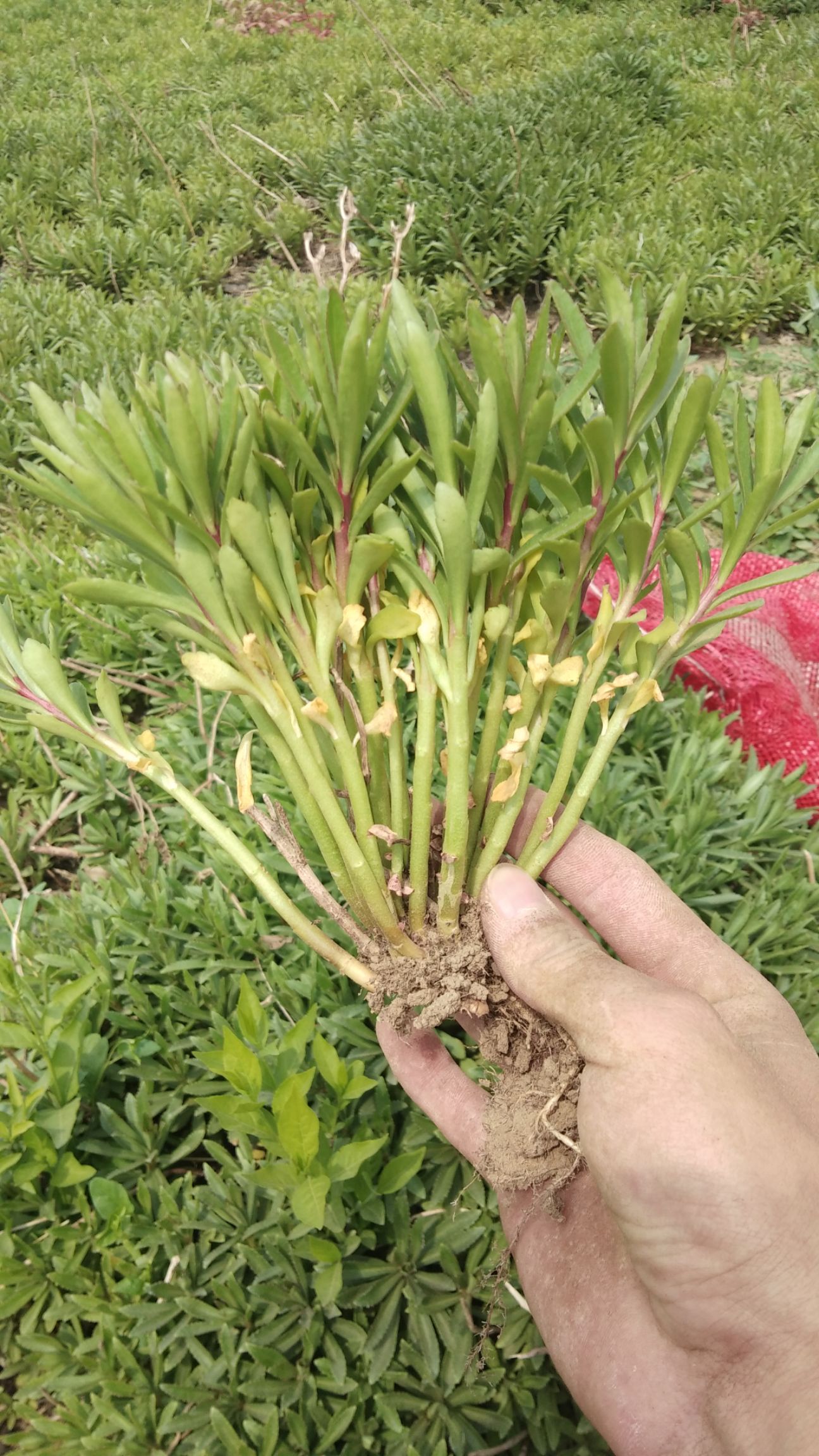 红花景天  河北保定三七景天，费菜救心菜，养心菜 ，种植基地，苗木绿化