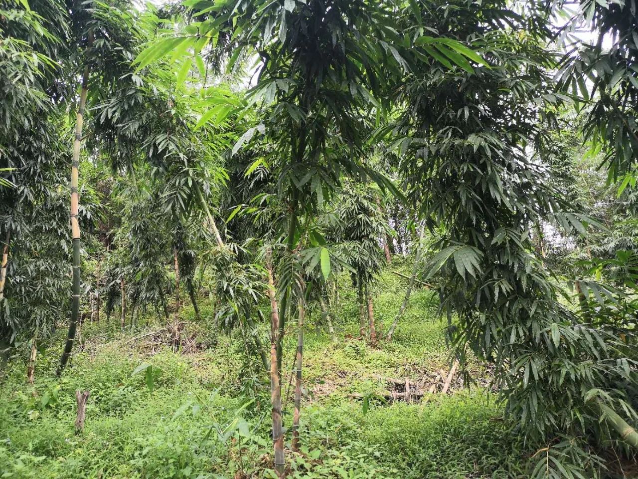 竹笋，云南甜龙笋，可生吃的水果笋，10公斤生鲜装！