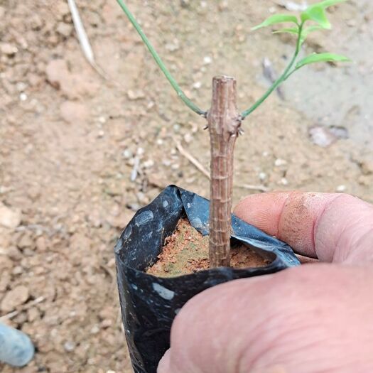 漳浦县 炮仗花中袋的，量大。