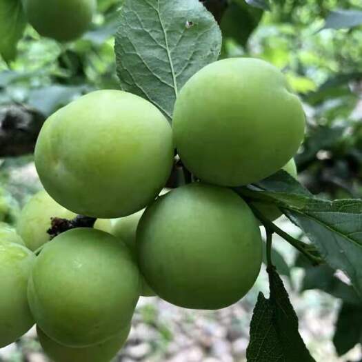 信宜市青脆李 ＃三月李＃南华李