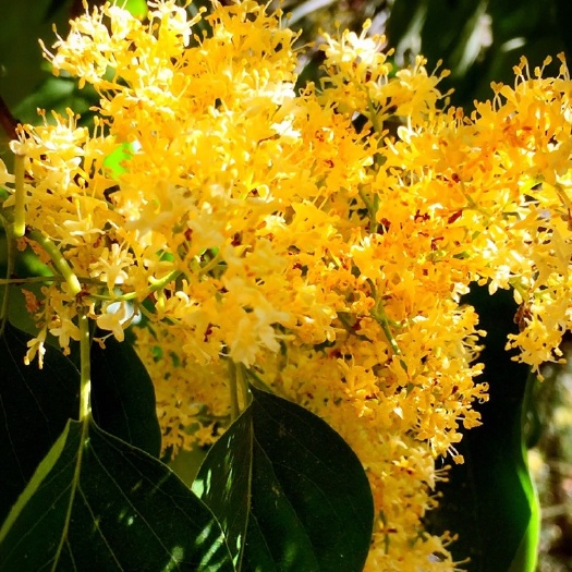 盐城 黄花丁香