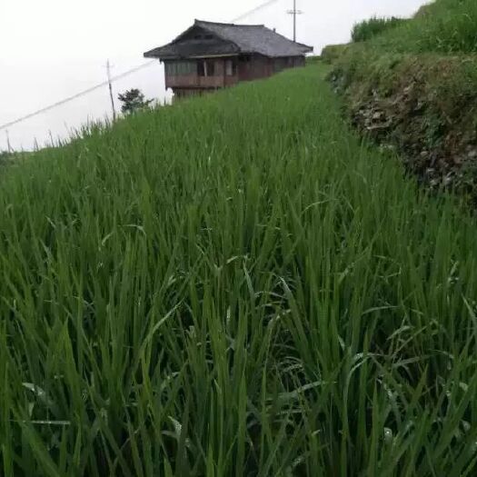 新宁县长粒香 湖南省邵阳市新宁县 一等品 中稻 籼米 