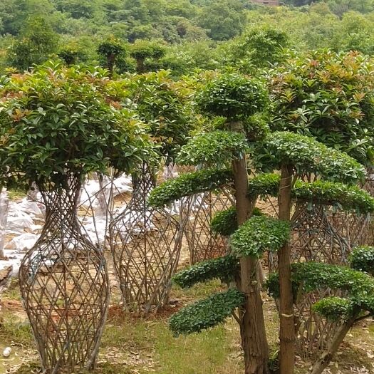 浏阳市长期供应造型罗汉松，紫薇，红桎木，小叶女桢及各种绿化苗木