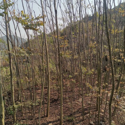 关岭县南栾 栾树
