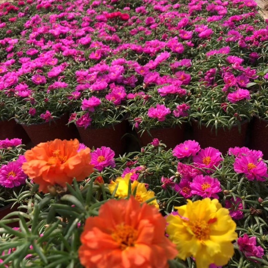 武汉 季节性草花 太阳花 重瓣
