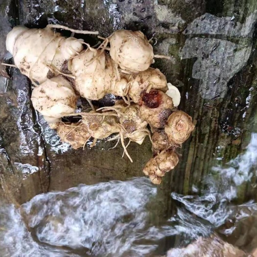 温州甜黄精 块 