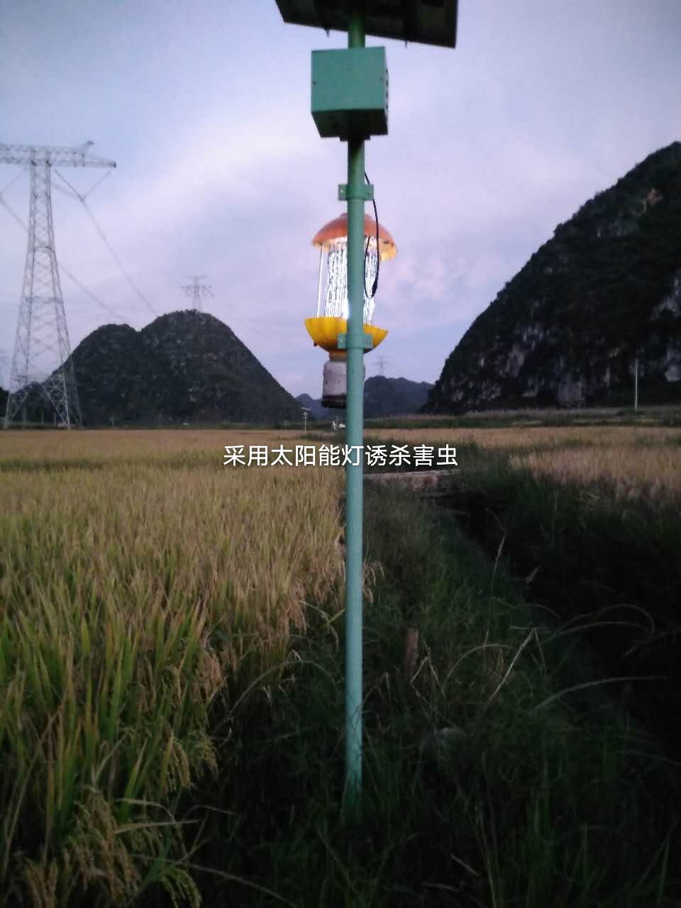 杂交稻  稻谷，云南八宝稻谷，非常的香，社区营销，现碾现卖