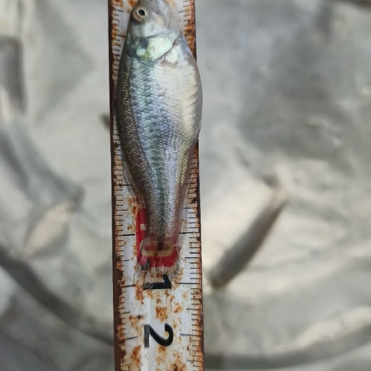 肇庆加州鲈鱼苗  已驯化加洲鲈鱼苗 大口黑鲈鱼苗 优鲈一号鱼苗批发