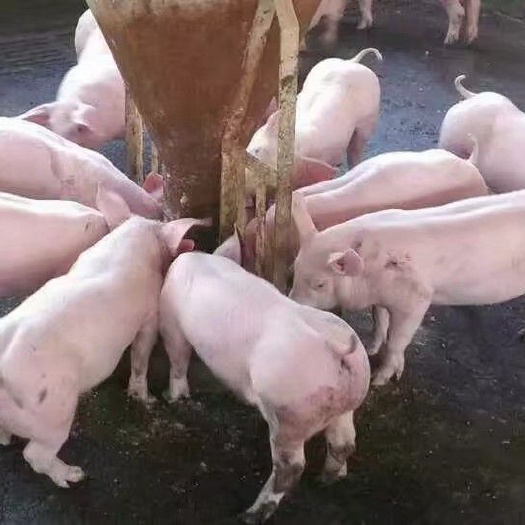 重庆市 三元仔猪瘦肉型仔猪，体型好，品种纯正，好喂养