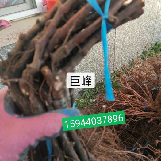 德惠市夏黑葡萄苗 巨峰葡萄苗